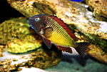 Tropheus moorii 'Ilangi'