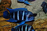 Cyphotilapia frontosa 'blue Zaire Moba'