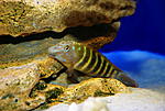 Eretmodus cyanostictus Mpimbwe