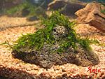 Erect Moss