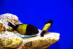 Tropheus moorii 'Ikola'