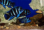 Cyphotilapia frontosa 'blue Zaire Moba'