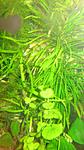 POGOSTEMON STELLATUS 'BROAD LEAF'
