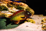 Tropheus moorii 'Ilangi'