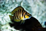 Altolamprologus compressiceps 'gold'