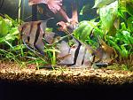 DSCF0554