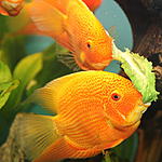SEVERUM  