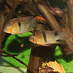 Guianacara Owroewefi 'Grand Laussat' 
 