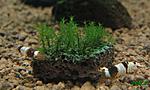 millimeter moss