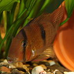  Guianacara Owroewefi 'Grand Laussat'