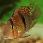 Guianacara Owroewefi 'Grand Laussat'