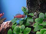 Paracyprichromis nigripinnis blue neon.