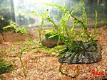 Giant Willow moss