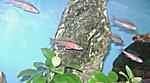 Paracyprichromis nigripinnis blue neon.