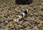 Caridina cf. cantonensis 'Bee' (Bee/Black Bee/Black & White Crystal)