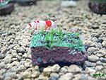 Star moss