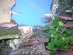 Paracyprichromis nigripinnis blue neon.