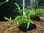 Microsorum sp. "Trident"