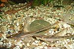 Sturisoma aureum
