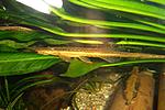 Farlowella acus