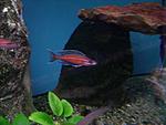 Paracyprichromis nigripinnis blue neon.