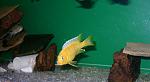 PSEUDOTROPHEUS LOMBARDOI