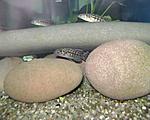 Lepidiolamprologus kendalli