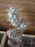 Cylindropuntia prolifera1