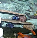 Pseudotropheus elongatus Mphanga