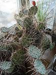 Opuntia sulphurea1