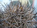 Copiapoa tigrillensis 1