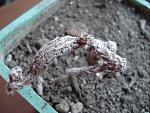 Pterocactus tuberosus