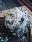 Copiapoa malletiana1