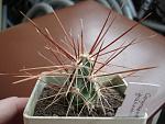 Corynopuntia grahami sb393