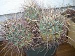 Glandulicactus uncinatus v.wrightii2