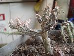 Opuntia salmiana