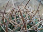 Pyrhocactus garaventai4