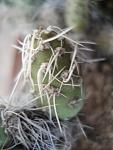 Maihueniopsis camachoi6