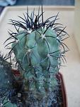 Copiapoa calderava v.spinosior2