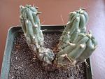 Austrocylindropuntia atroviridis3