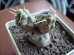 Cumulopuntia dactylifera1