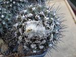 Copiapoa maritima7