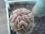 Tephocactus glomeratus4