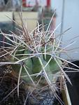 Copiapoa sp4