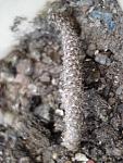 Pterocactus reticulatus3