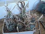 Tephocactus articulatus