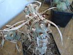 Tephocactus spp1