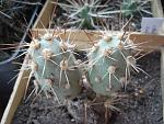 Cumulopuntia berteri