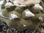 Copiapoa hypogaea  cv Lizard Skin2