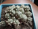 Cumulopuntia rossiana fuauxiana1